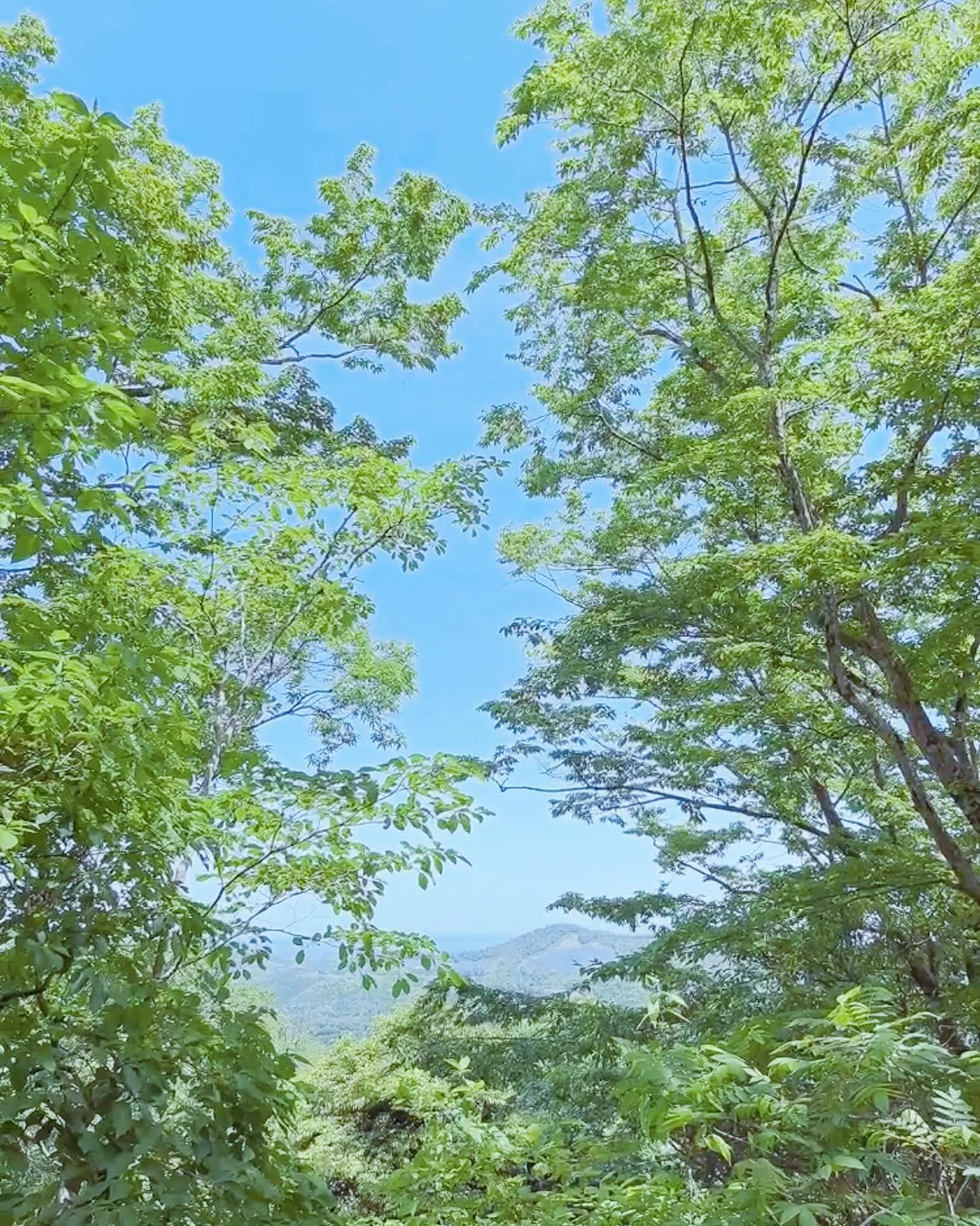 登山🌿